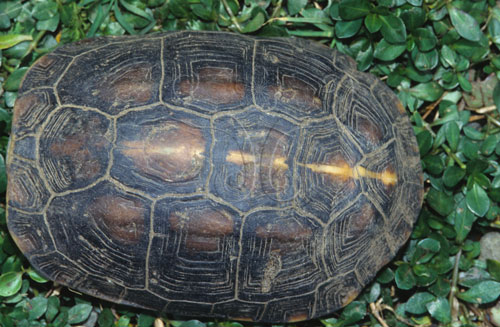 文件名稱:食蛇龜生態照片標題:食蛇龜生態照片