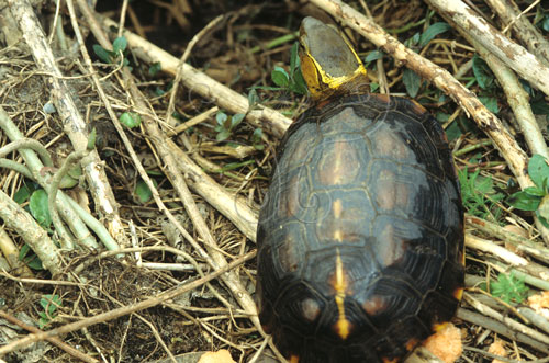 文件名稱:食蛇龜生態照片標題:食蛇龜生態照片