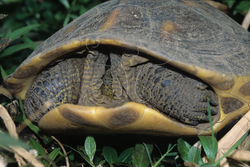 文件名稱:斑龜生態照片標題:斑龜生態照片