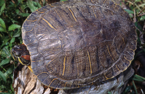 文件名稱:紅耳泥龜生態照片標題:紅耳泥龜生態照片