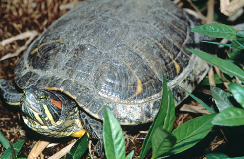 文件名稱:紅耳泥龜生態照片標題:紅耳泥龜生態照片