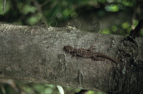 文件名稱:蝎虎生態照片標題:蝎虎生態照片