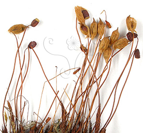 文件名稱:金髮蘚屬-孢子體標題:金髮蘚屬-孢子體