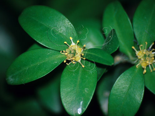 文件名稱:琉球黃楊-花01標題:琉球黃楊-花. Buxus liukiuensis