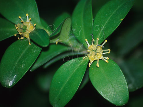 文件名稱:琉球黃楊-花02標題:琉球黃楊-花. Buxus liukiuensis
