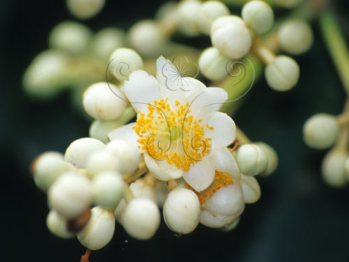文件名稱:蘭嶼胡桐-花02標題:蘭嶼胡桐-花. Calophyllum blancoi