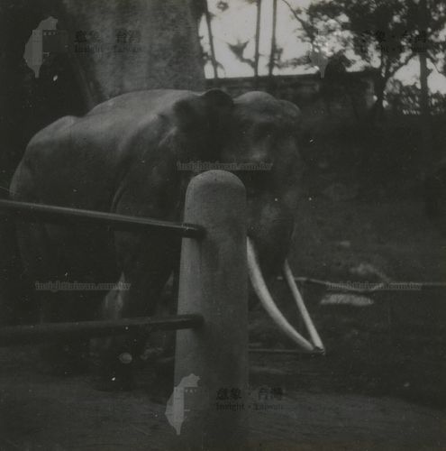 動物園大象