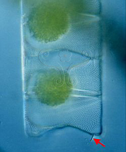 文件名稱:Lampriscus 麗紋藻屬標題:Lampriscus 麗紋藻屬