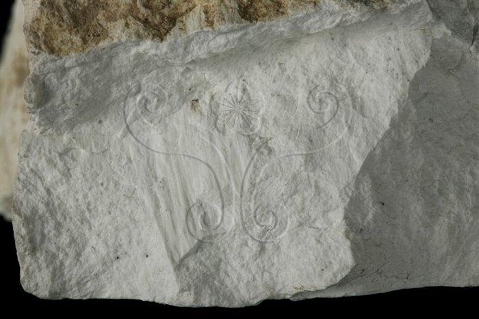 中文名:白雲石(NMNS005175-P012616)英文名:Dolomite(NMNS005175-P012616)