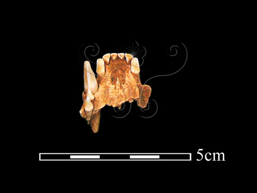 文件名稱:LL-NB0208 狗獾上顎骨-1標題:LL-NB0208 狗獾上顎骨-1