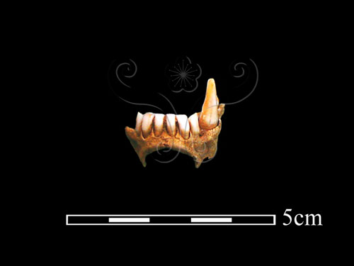 文件名稱:LL-NB0208 狗獾上顎骨-2標題:LL-NB0208 狗獾上顎骨-2