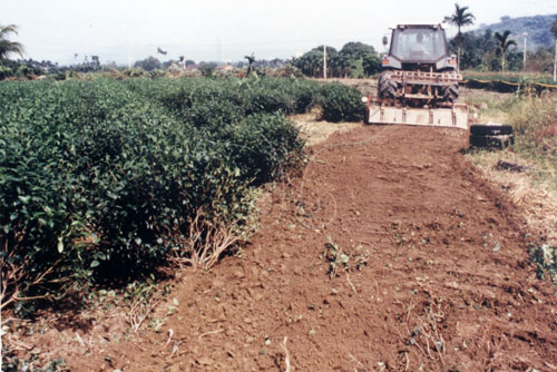 文件名稱:工程單位以機械清除地表的茶樹標題:工程單位以機械清除地表的茶樹