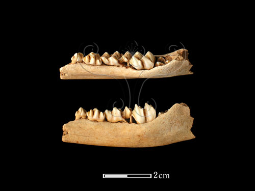 文件名稱:503-NB0072幼羌右下顎及臼齒標題:LL-NB0072幼羌右下顎及臼齒. Eco-remains