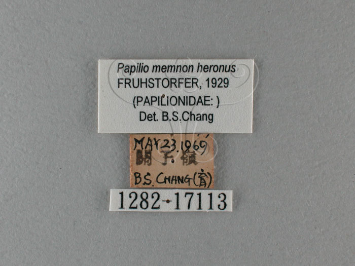 中文名:大鳳蝶(1282-17113)學名:Papilio memnon heronus Fruhstorfer, 1902(1282-17113)
