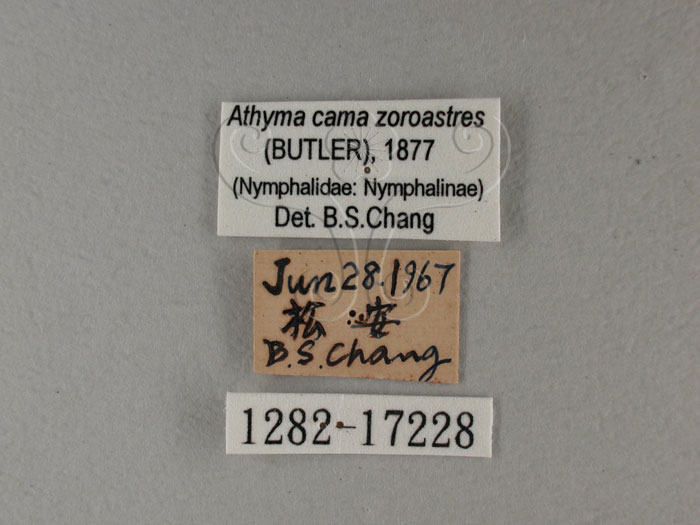 中文名:台灣單帶蛺蝶(雙色帶蛺蝶)(1282-17228)學名:Athyma cama zoroastres (Butler, 1877) (1282-17228)
