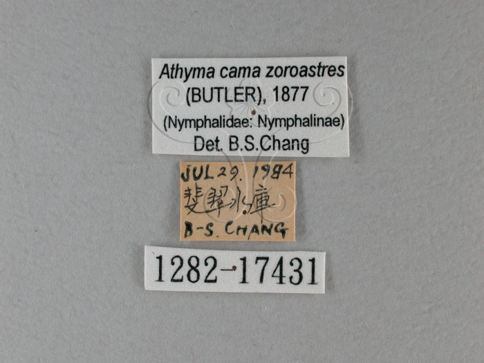 中文名:台灣單帶蛺蝶(雙色帶蛺蝶)(1282-17431)學名:Athyma cama zoroastres (Butler, 1877) (1282-17431)