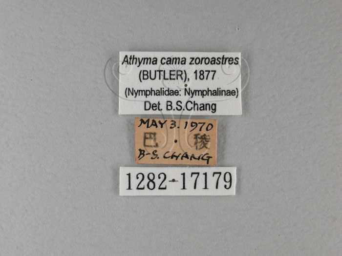 中文名:台灣單帶蛺蝶(雙色帶蛺蝶)(1282-17179)學名:Athyma cama zoroastres (Butler, 1877) (1282-17179)
