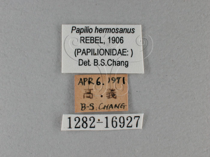 中文名:琉璃紋鳳蝶(1282-16927)學名:Papilio hermosanus Rebel, 1906(1282-16927)