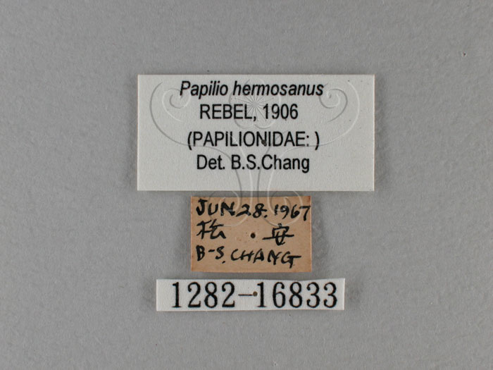 中文名:琉璃紋鳳蝶(1282-16833)學名:Papilio hermosanus Rebel, 1906(1282-16833)