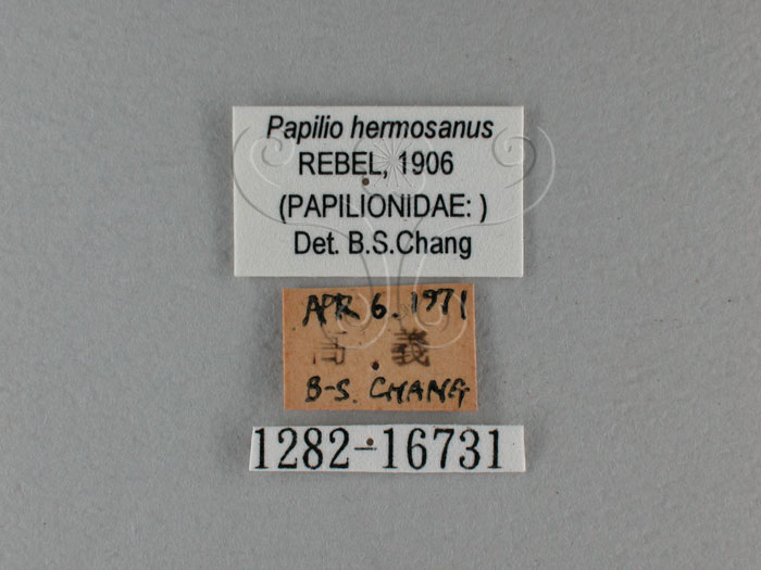 中文名:琉璃紋鳳蝶(1282-16731)學名:Papilio hermosanus Rebel, 1906(1282-16731)