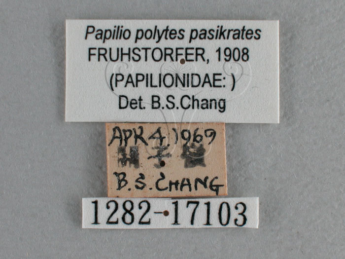 中文名:玉帶鳳蝶(1282-17103)學名:Papilio polytes pasikrates Fruhstorfer, 1908(1282-17103)