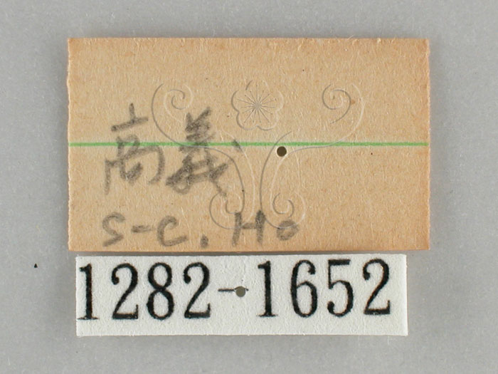 中文名:後紅斜線天蛾(1282-1652)學名:Hippotion rosetta Swinhoe, 1892(1282-1652)