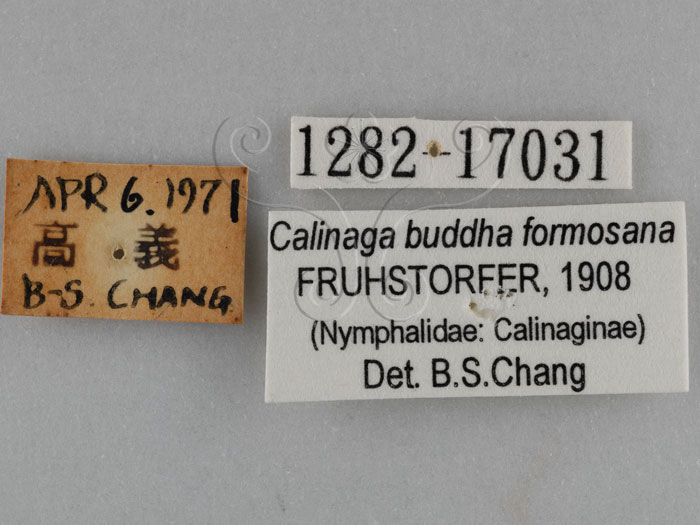 中文名:黃領蛺蝶(黃頸蛺蝶、絹蛺蝶)(1282-17031)學名:Calinaga buddha formosana Fruhstorfer, 1908(1282-17031)