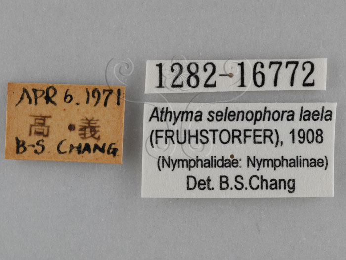 中文名:黃領蛺蝶(黃頸蛺蝶、絹蛺蝶)(1282-16772)學名:Calinaga buddha formosana Fruhstorfer, 1908(1282-16772)