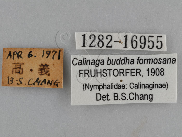 中文名:黃領蛺蝶(黃頸蛺蝶、絹蛺蝶)(1282-16955)學名:Calinaga buddha formosana Fruhstorfer, 1908(1282-16955)