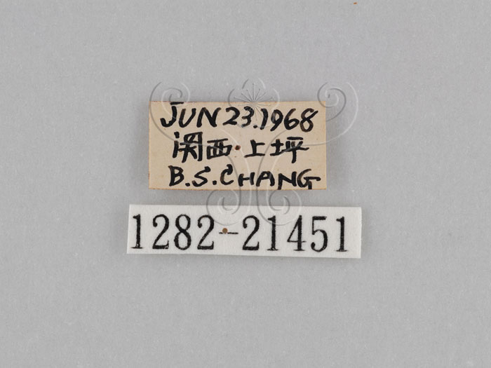 中文名:江崎波紋蛇目蝶(江崎波眼蝶)(1282-21451)學名:Ypthima esakii Shirozu, 1960(1282-21451)