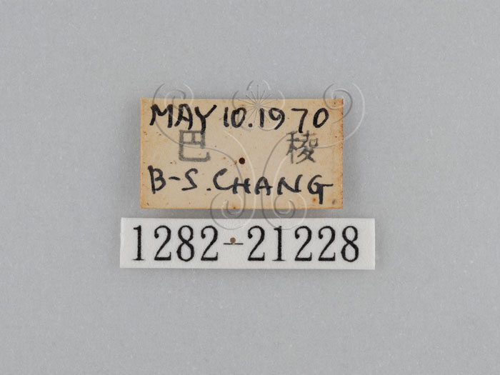 中文名:江崎波紋蛇目蝶(江崎波眼蝶)(1282-21228)學名:Ypthima esakii Shirozu, 1960(1282-21228)