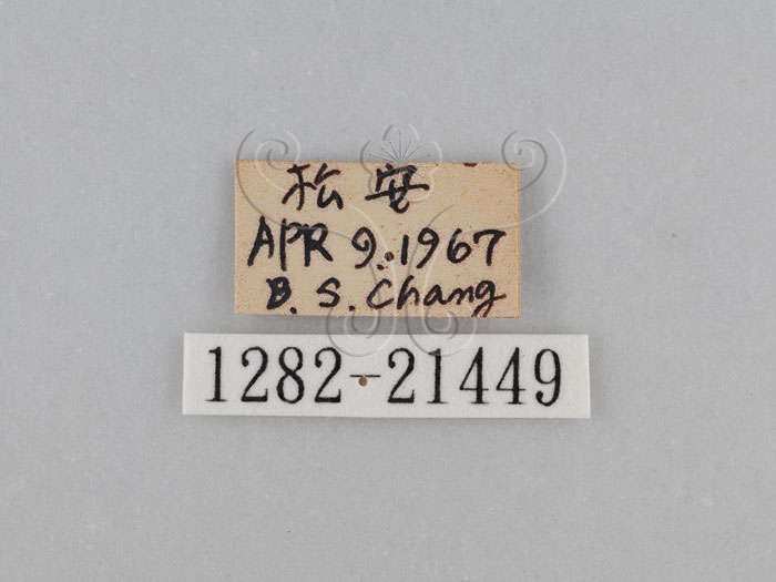 中文名:江崎波紋蛇目蝶(江崎波眼蝶)(1282-21449)學名:Ypthima esakii Shirozu, 1960(1282-21449)