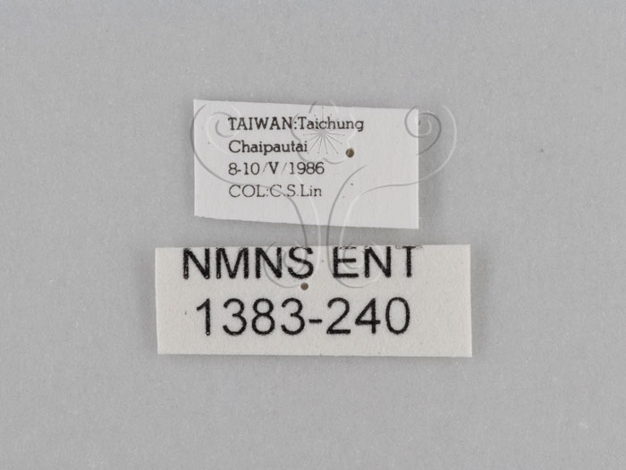 中文名:江崎波紋蛇目蝶(江崎波眼蝶)(1383-240)學名:Ypthima esakii Shirozu, 1960(1383-240)