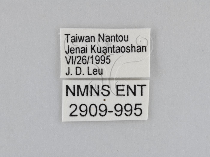 中文名:江崎波紋蛇目蝶(江崎波眼蝶)(2909-995)學名:Ypthima esakii Shirozu, 1960(2909-995)