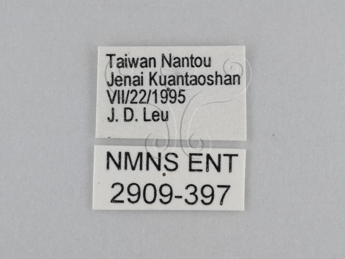 中文名:江崎波紋蛇目蝶(江崎波眼蝶)(2909-397)學名:Ypthima esakii Shirozu, 1960(2909-397)