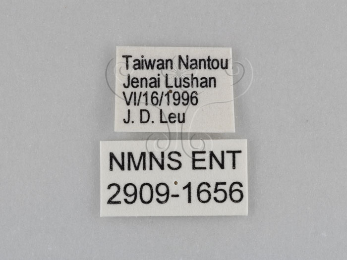 中文名:江崎波紋蛇目蝶(江崎波眼蝶)(2909-1656)學名:Ypthima esakii Shirozu, 1960(2909-1656)