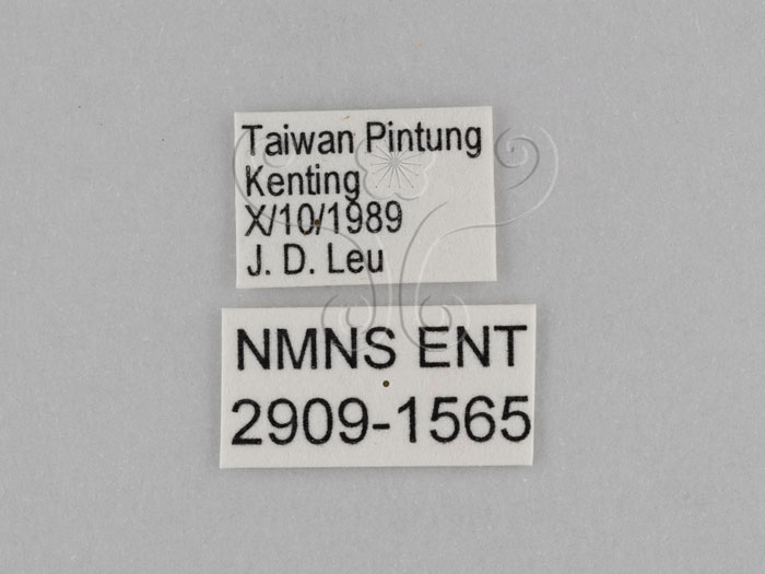 中文名:江崎波紋蛇目蝶(江崎波眼蝶)(2909-1565)學名:Ypthima esakii Shirozu, 1960(2909-1565)
