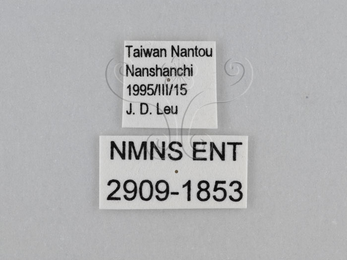 中文名:江崎波紋蛇目蝶(江崎波眼蝶)(2909-1853)學名:Ypthima esakii Shirozu, 1960(2909-1853)