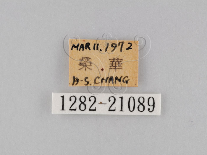 中文名:小波紋蛇目蝶(小波眼蝶)(1282-21089)學名:Ypthima baldus zodina Fruhstorfer, 1911(1282-21089)