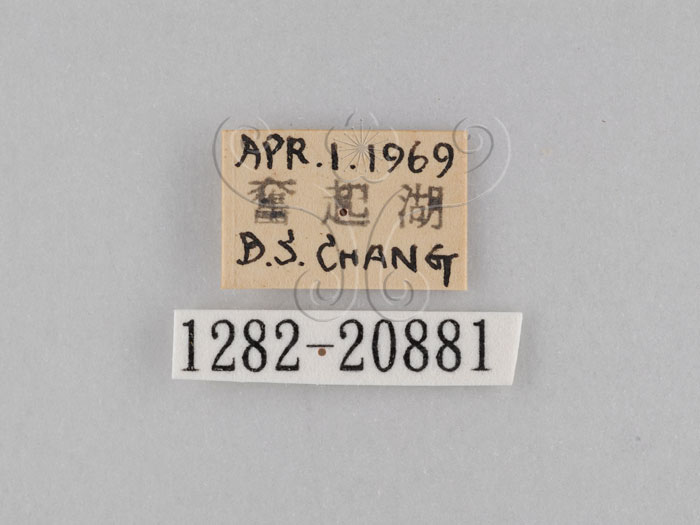 中文名:小波紋蛇目蝶(小波眼蝶)(1282-20881)學名:Ypthima baldus zodina Fruhstorfer, 1911(1282-20881)