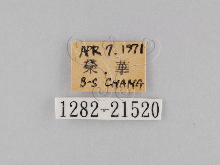中文名:小波紋蛇目蝶(小波眼蝶)(1282-21520)學名:Ypthima baldus zodina Fruhstorfer, 1911(1282-21520)