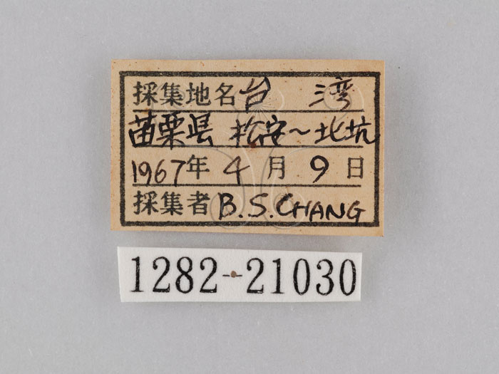 中文名:小波紋蛇目蝶(小波眼蝶)(1282-21030)學名:Ypthima baldus zodina Fruhstorfer, 1911(1282-21030)