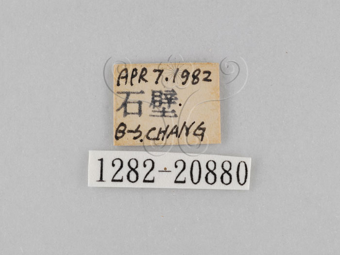 中文名:小波紋蛇目蝶(小波眼蝶)(1282-20880)學名:Ypthima baldus zodina Fruhstorfer, 1911(1282-20880)