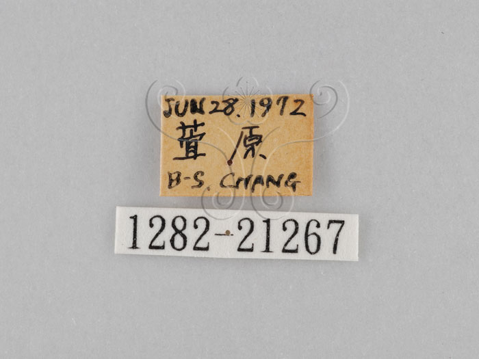 中文名:小波紋蛇目蝶(小波眼蝶)(1282-21267)學名:Ypthima baldus zodina Fruhstorfer, 1911(1282-21267)