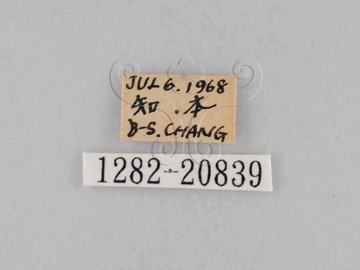 中文名:小波紋蛇目蝶(小波眼蝶)(1282-20839)學名:Ypthima baldus zodina Fruhstorfer, 1911(1282-20839)