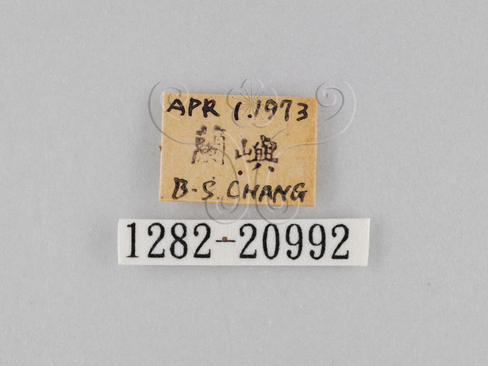 中文名:小波紋蛇目蝶(小波眼蝶)(1282-20992)學名:Ypthima baldus zodina Fruhstorfer, 1911(1282-20992)