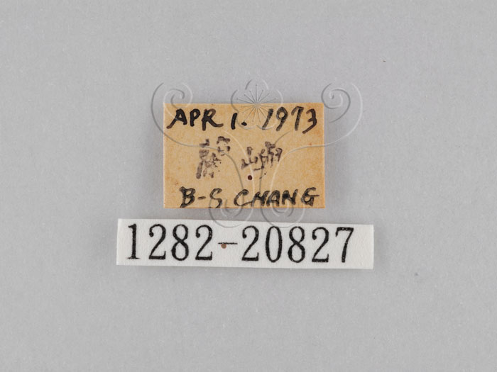 中文名:小波紋蛇目蝶(小波眼蝶)(1282-20827)學名:Ypthima baldus zodina Fruhstorfer, 1911(1282-20827)