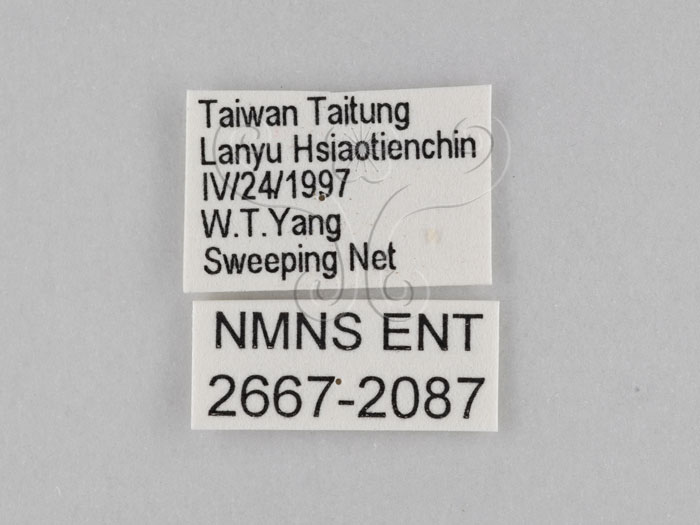 中文名:小波紋蛇目蝶(小波眼蝶)(2667-2087)學名:Ypthima baldus zodina Fruhstorfer, 1911(2667-2087)