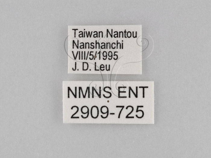 中文名:小波紋蛇目蝶(小波眼蝶)(2909-725)學名:Ypthima baldus zodina Fruhstorfer, 1911(2909-725)