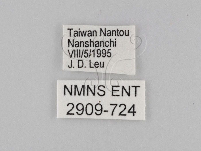 中文名:小波紋蛇目蝶(小波眼蝶)(2909-724)學名:Ypthima baldus zodina Fruhstorfer, 1911(2909-724)